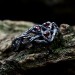 Vine of Passion: Gothic Sterling Silver Ring with Garnet Gems