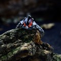 Silver Gothic Ring Featuring Intense Red Garnet
