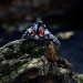 Silver Gothic Ring Featuring Intense Red Garnet