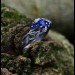 Blue Sapphire Vine Ring - Enchanting Silver Jewelry