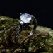 Gothic Moonstone Ring with Intricate Lunar Design| Ring for Women