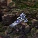 Majestic Gothic Crown Ring with Amethysts