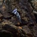 Twilight Vine: Gothic Sterling Silver Ring with Amethyst Gemstone