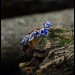 Whispers of the Night: Gothic Sterling Silver Ring with Sapphire Accents