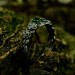 Dragon Scale Gothic Ring with Enchanted Emerald