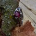 Gothic Ruby Ring with Enchanted Floral Motif