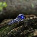Blue Sapphire Vine Ring - Enchanting Silver Jewelry