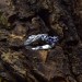 Twilight Vine: Gothic Sterling Silver Ring with Amethyst Gemstone