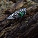 Handcrafted Silver Ring Featuring a Radiant Emerald