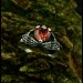 Crimson Red Garnet Ring – Gothic Silver Elegance