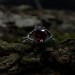 Heart-Shaped Ruby Ring - Gothic Charm in Dark Silver