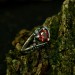 Crimson Red Garnet Ring – Gothic Silver Elegance