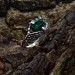 Unique Silver Ring with Emerald Gemstone and Dragon Claw Design