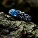 Majestic Dragon Ring with Blue Topaz Gemstone