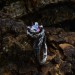 Silver Ring with Alexandrite - Symbol of Eternal Beauty| Unique Jewelry for Women