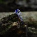 Blue Sapphire Vine Ring - Enchanting Silver Jewelry
