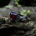 Heart of Ember: Gothic Sterling Silver Ring with Fiery Garnet