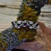 Gothic Garnet Ring with Twisting Vine Motif