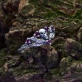 Soul Keeper: Gothic Sterling Silver Ring with Skull and Amethyst Accents