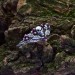 Soul Keeper: Gothic Sterling Silver Ring with Skull and Amethyst Accents