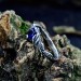 Waves of Eternity: Gothic Sterling Silver Ring with Royal Sapphire