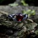 Heart of Ember: Gothic Sterling Silver Ring with Fiery Garnet