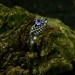 Nature-Inspired Gothic Ring with Amethyst Gemstone