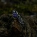 Twilight Bloom: Sterling Silver Ring with a Radiant Amethyst