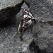 Garnet Gothic Skull Ring with Dark Intricacy