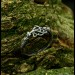 Gothic Celtic Knot Ring with Intricate Elegance