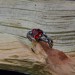 Gothic Garnet Ring with Intricate Flame Motif