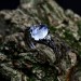 Gothic Moonstone Ring with Intricate Lunar Design| Ring for Women