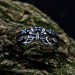 Elegant Gothic Butterfly Ring with Aquamarines