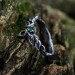 Dainty Emerald Chevron Ring with Vine Leaf – Exclusive Non-Traditional Nature Wedding Jewelry