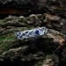Celtic-Inspired Gothic Ring with Sapphire