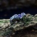 Gothic Amethyst Ring with Twisting Vine Motif