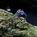 Gothic Amethyst Ring with Intricate Floral Design