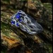 Gothic Silver Ring with Sapphire and Nature-Inspired Design