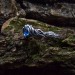 Wave of Midnight: Gothic Sterling Silver Ring with a Sapphire Gemstone