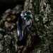 Exquisite Silver Ring with Emerald and Nature Motifs