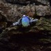 Gothic Opal Ring with Mystical Nature Motifs