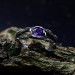 Gothic Silver Ring with Enchanting Amethyst