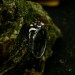 Gothic Floral Ring with Garnet Centerpiece