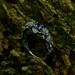 Wisteria Crown: Gothic Sterling Silver Ring with a Radiant Amethyst