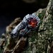 Silver Ring with Dragon Claw and Garnet Design
