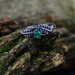 Twisted Vine Silver Ring Set with Emerald Stones
