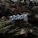 Exquisite Celtic Knot Ring in Polished Silver