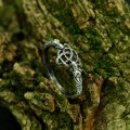 Elegant Gothic Ring with Celtic Knot Motif