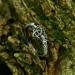 Elegant Gothic Ring with Celtic Knot Motif