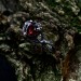 Bold Gothic Ring with Fiery Garnet Gemstone
